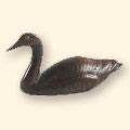 Canada Bronze Goose