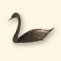 Bronze Swan 