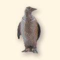 Small Penguine