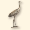 Blue Heron 