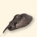 Seated pelican