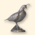 California Quail