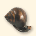 snail