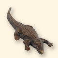 Alligator