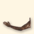 left arm hook