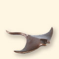 manta ray