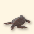 sea turtle