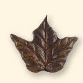 maple pull